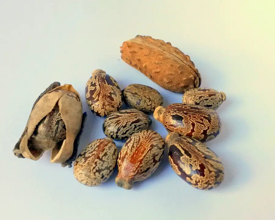 l’huile de ricin pour soigner vos animaux (chats, chiens…)