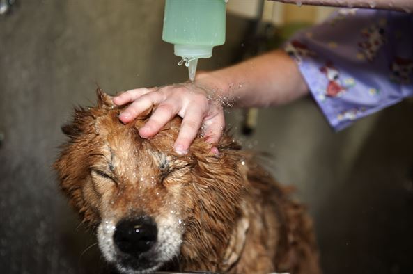 l’huile de ricin pour soigner vos animaux (chats, chiens…)