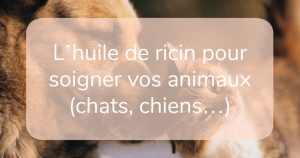 huile de ricin chat chien