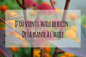 graine huile de ricin