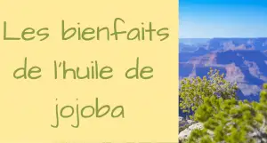Les bienfaits de l'huile de jojoba