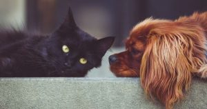 huile de ricin chat chien