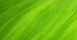huile de ricin huile de jojoba