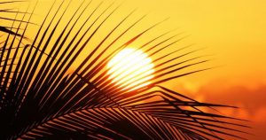 jamaïcan black castor oil header