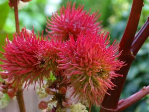 ricinus-communis-plante-medicinale