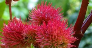 plante ricin